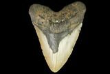 Fossil Megalodon Tooth - + Foot Prehistoric Shark #147397-2